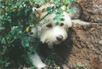 bobby1.jpg

85.03 KB 
882 x 594 
17/08/2003
