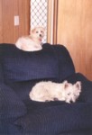 bobbyjock2.jpg

66.14 KB 
592 x 870 
17/08/2003
