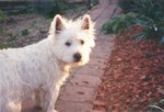 jock1.jpg

63.54 KB 
869 x 593 
17/08/2003
