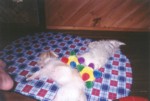 sleepy.jpg

70.00 KB 
870 x 589 
17/08/2003
